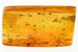 Four Fossil Moth Flies & Two Dark-Winged Fungus Gnats in Baltic Amber #310924-1